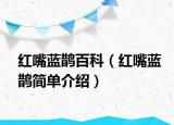 红嘴蓝鹊百科（红嘴蓝鹊简单介绍）
