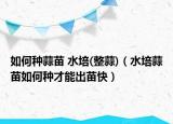 如何种蒜苗 水培(整蒜)（水培蒜苗如何种才能出苗快）
