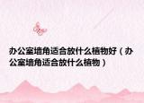 办公室墙角适合放什么植物好（办公室墙角适合放什么植物）