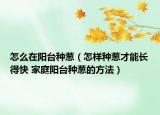 怎么在阳台种葱（怎样种葱才能长得快 家庭阳台种葱的方法）