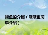 鳐鱼的介绍（啵啵鱼简单介绍）