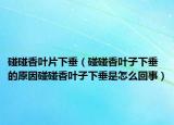 碰碰香叶片下垂（碰碰香叶子下垂的原因碰碰香叶子下垂是怎么回事）
