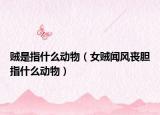 贼是指什么动物（女贼闻风丧胆指什么动物）