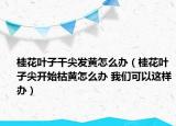 桂花叶子干尖发黄怎么办（桂花叶子尖开始枯黄怎么办 我们可以这样办）