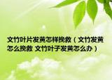 文竹叶片发黄怎样挽救（文竹发黄怎么挽救 文竹叶子发黄怎么办）