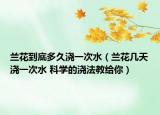 兰花到底多久浇一次水（兰花几天浇一次水 科学的浇法教给你）