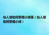 仙人球如何繁殖小球茎（仙人球如何繁殖小球）