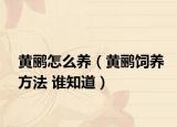 黄鹂怎么养（黄鹂饲养方法 谁知道）