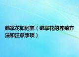 鹅掌花如何养（鹅掌花的养殖方法和注意事项）