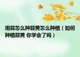 用蒜怎么种蒜黄怎么种植（如何种植蒜黄 你学会了吗）