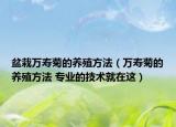 盆栽万寿菊的养殖方法（万寿菊的养殖方法 专业的技术就在这）