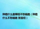 种植什么最赚钱不愁销路（种植什么不愁销路 致富经）