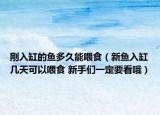 刚入缸的鱼多久能喂食（新鱼入缸几天可以喂食 新手们一定要看哦）