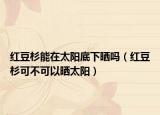 红豆杉能在太阳底下晒吗（红豆杉可不可以晒太阳）