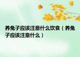 养兔子应该注意什么饮食（养兔子应该注意什么）