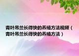 青叶吊兰长得快的养殖方法视频（青叶吊兰长得快的养殖方法）