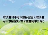 君子兰可不可以放卧室里（君子兰可以放卧室吗 君子兰的简单介绍）