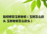 如何修剪玉树老桩（玉树怎么砍头 玉树老桩怎么砍头）