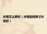 水榕怎么养好（水榕如何养才长得好）