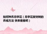如何种养月季花（月季花发财树的养殖方法 快来看看吧）