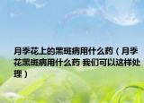 月季花上的黑斑病用什么药（月季花黑斑病用什么药 我们可以这样处理）