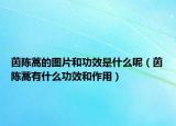 茵陈蒿的图片和功效是什么呢（茵陈蒿有什么功效和作用）