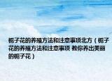 栀子花的养殖方法和注意事项北方（栀子花的养殖方法和注意事项 教你养出美丽的栀子花）