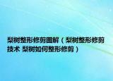 梨树整形修剪图解（梨树整形修剪技术 梨树如何整形修剪）