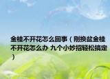 金桂不开花怎么回事（刚换盆金桂不开花怎么办 九个小妙招轻松搞定）