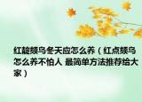 红靛颏鸟冬天应怎么养（红点颏鸟怎么养不怕人 最简单方法推荐给大家）
