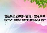 雪莲果怎么种植和管理（雪莲果种植方法 掌握这些技巧才能保证高产）