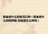 郁金香什么时候可以种（郁金香什么时候种植 你知道怎么种吗）
