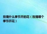 玫瑰什么季节开的花（玫瑰哪个季节开花）