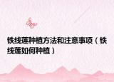 铁线莲种植方法和注意事项（铁线莲如何种植）