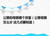 公狼和母狼哪个厉害（公狼母狼怎么分 这几点要知道）