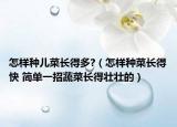 怎样种儿菜长得多?（怎样种菜长得快 简单一招蔬菜长得壮壮的）