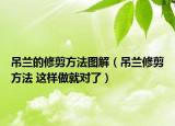 吊兰的修剪方法图解（吊兰修剪方法 这样做就对了）