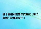 哪个属相不能养虎皮兰花（哪个属相不能养虎皮兰）