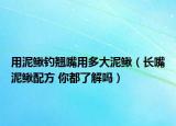 用泥鳅钓翘嘴用多大泥鳅（长嘴泥鳅配方 你都了解吗）