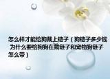 怎么样才能给狗戴上链子（狗链子多少钱 为什么要给狗狗在戴链子和宠物狗链子怎么带）