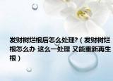 发财树烂根后怎么处理?（发财树烂根怎么办 这么一处理 又能重新再生根）