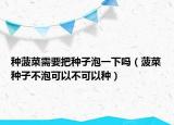 种菠菜需要把种子泡一下吗（菠菜种子不泡可以不可以种）