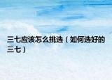 三七应该怎么挑选（如何选好的三七）