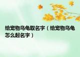 给宠物乌龟取名字（给宠物乌龟怎么起名字）
