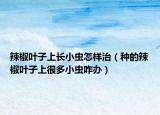 辣椒叶子上长小虫怎样治（种的辣椒叶子上很多小虫咋办）