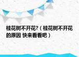 桂花树不开花?（桂花树不开花的原因 快来看看吧）