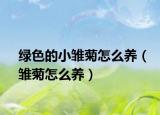 绿色的小雏菊怎么养（雏菊怎么养）