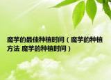 魔芋的最佳种植时间（魔芋的种植方法 魔芋的种植时间）