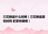 兰花换盆什么时候（兰花换盆最佳时间 赶紧收藏哦）