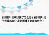发财树叶尖有点黄了怎么办（发财树叶尖干焦黄怎么办 发财树叶子变黄怎么办）
